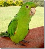 parrot150